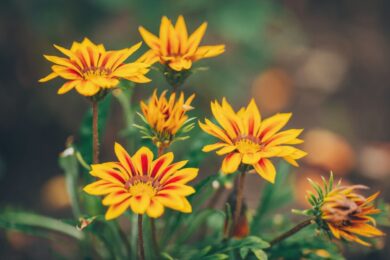 Gazania strisciante: il tappezzante solare che colora giardini e terrazzi