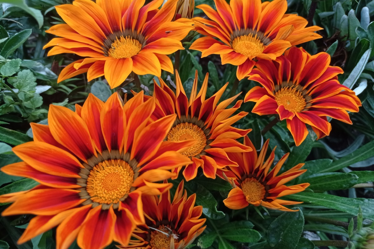 Gazania strisciante: il tappezzante solare che colora giardini e terrazzi