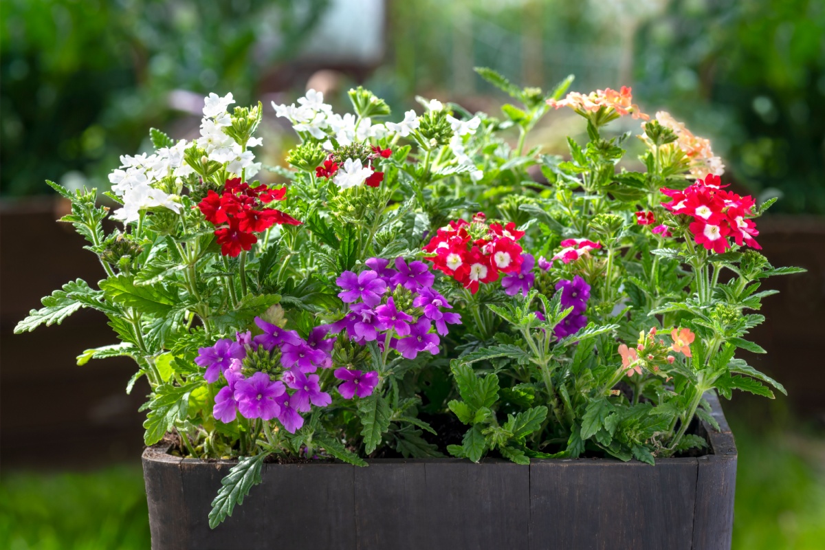 Verbena ibrida: colore e resistenza per giardini e balconi