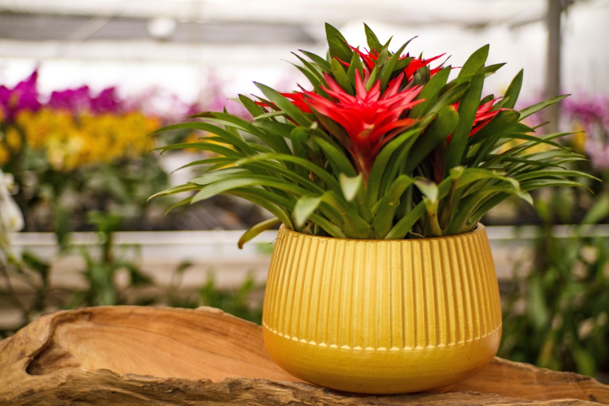 Guzmania: la pianta tropicale che porta colore e stile in casa