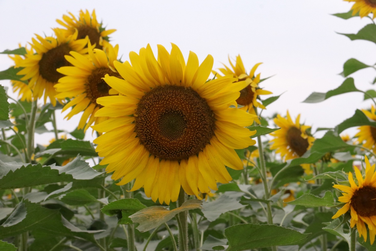 Girasole: la pianta che segue il sole e illumina il giardino