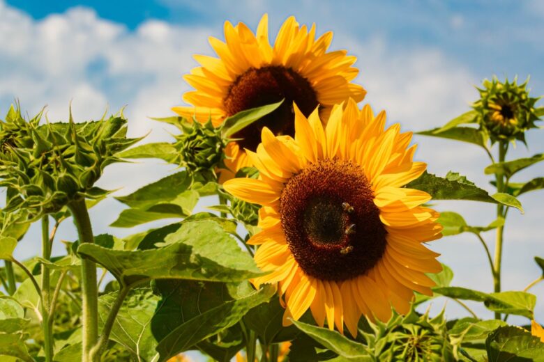 Girasole: la pianta che segue il sole e illumina il giardino