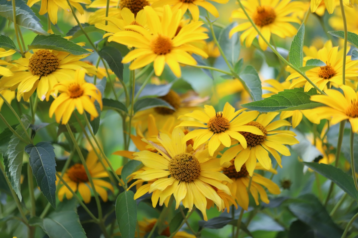 Falso girasole: una perenne luminosa e resistente per ogni giardino