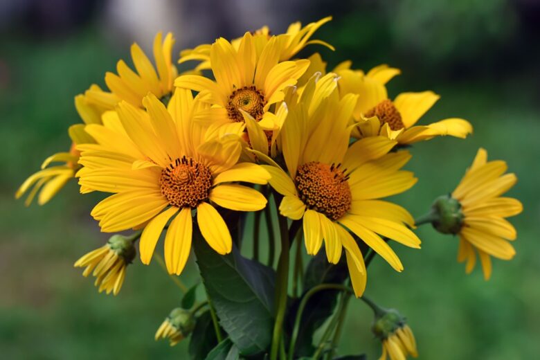 Falso girasole: una perenne luminosa e resistente per ogni giardino