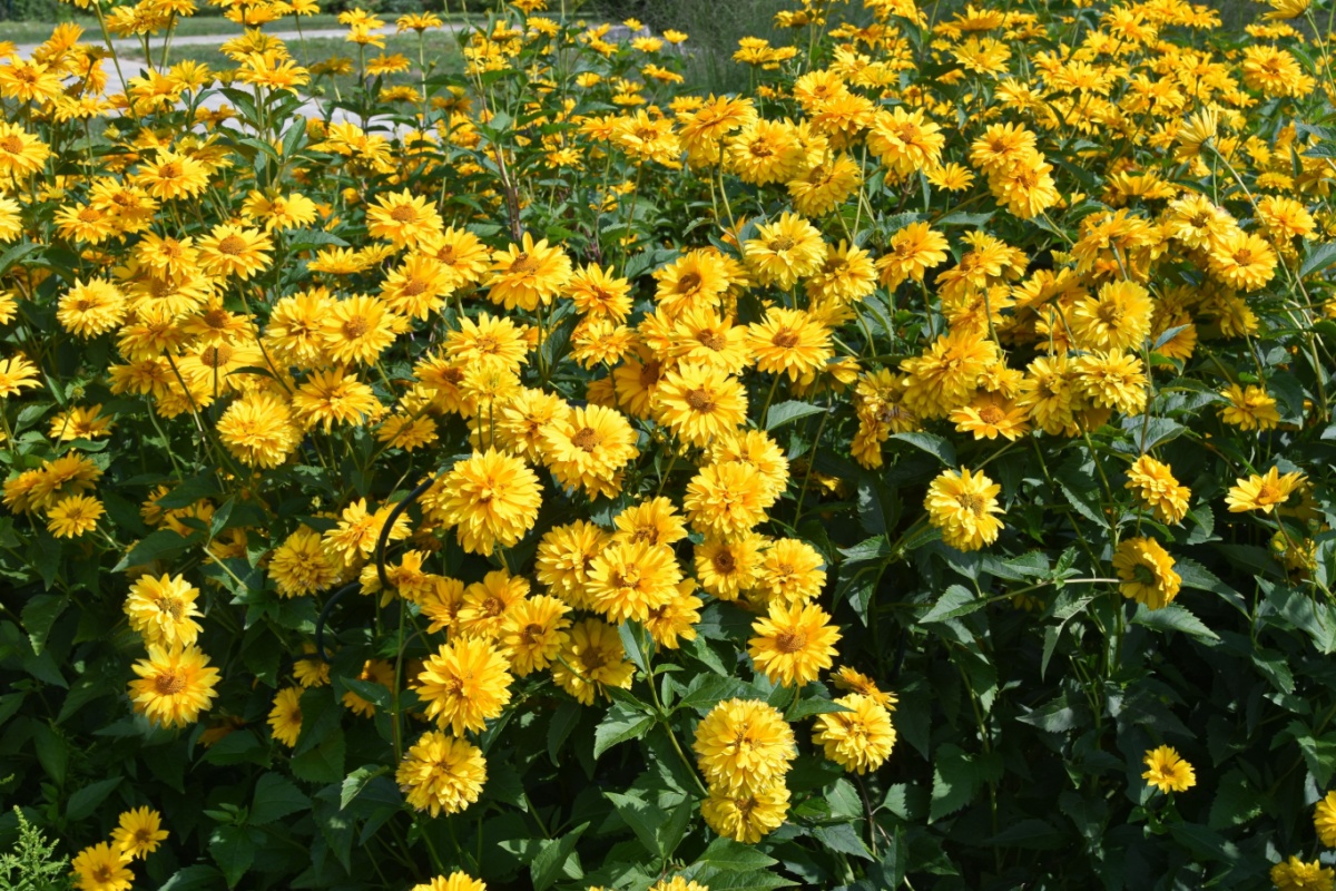 Falso girasole: una perenne luminosa e resistente per ogni giardino