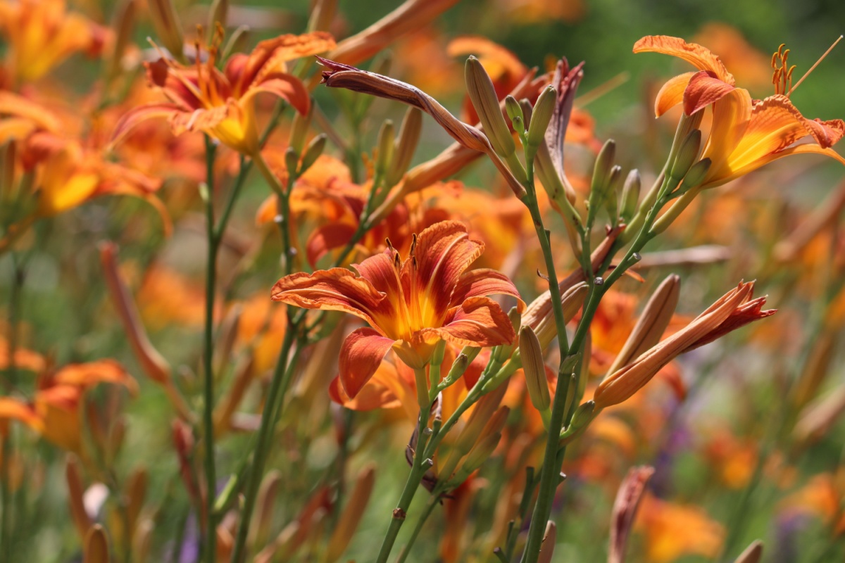 Giglio turco: il fiore resistente che illumina il giardino