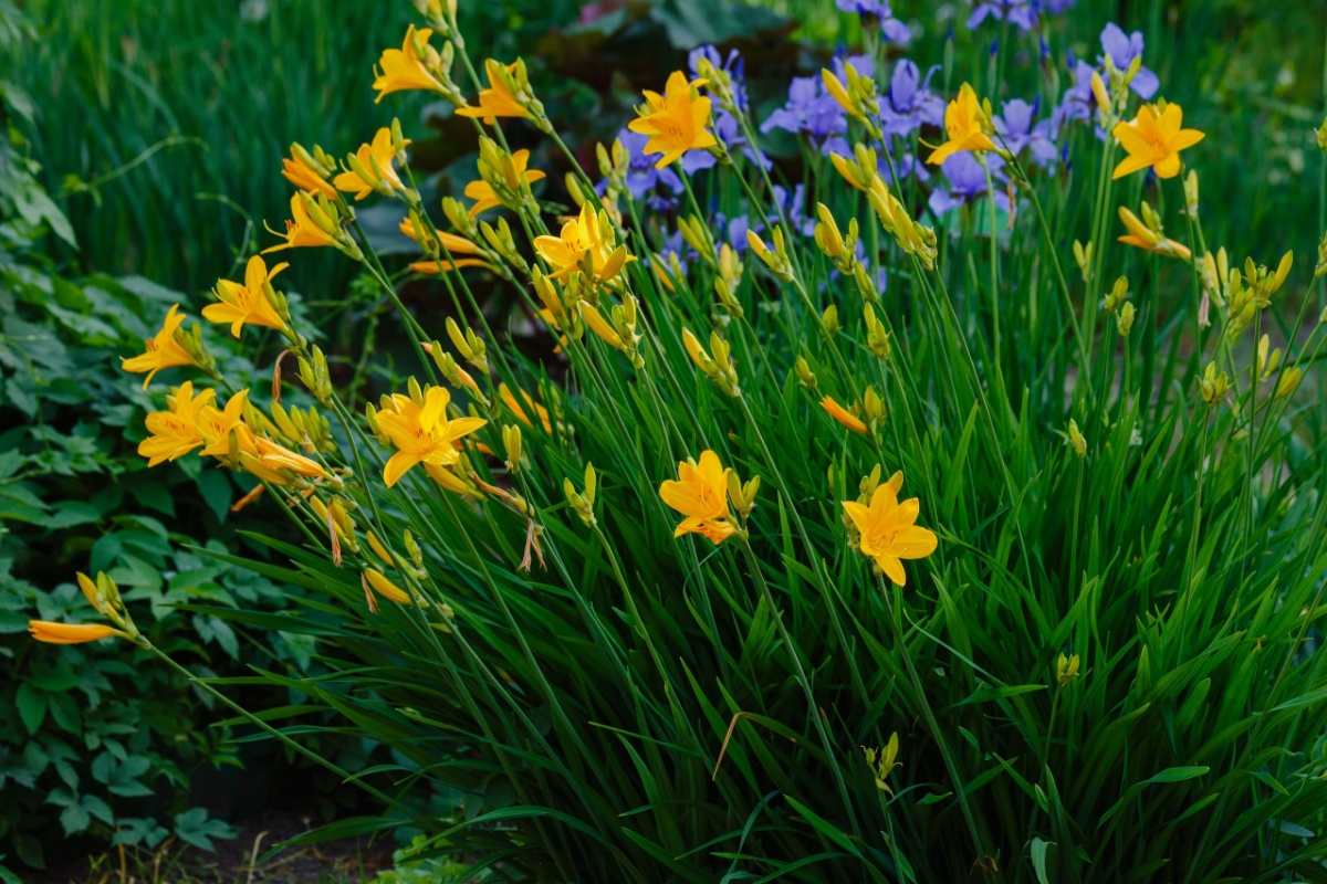 Giglio dorato: eleganza resistente per il giardino e il terrazzo Giglio dorato: eleganza resistente per il giardino e il terrazzo
