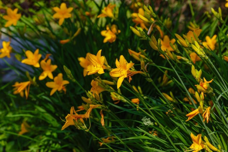 Giglio dorato: eleganza resistente per il giardino e il terrazzo