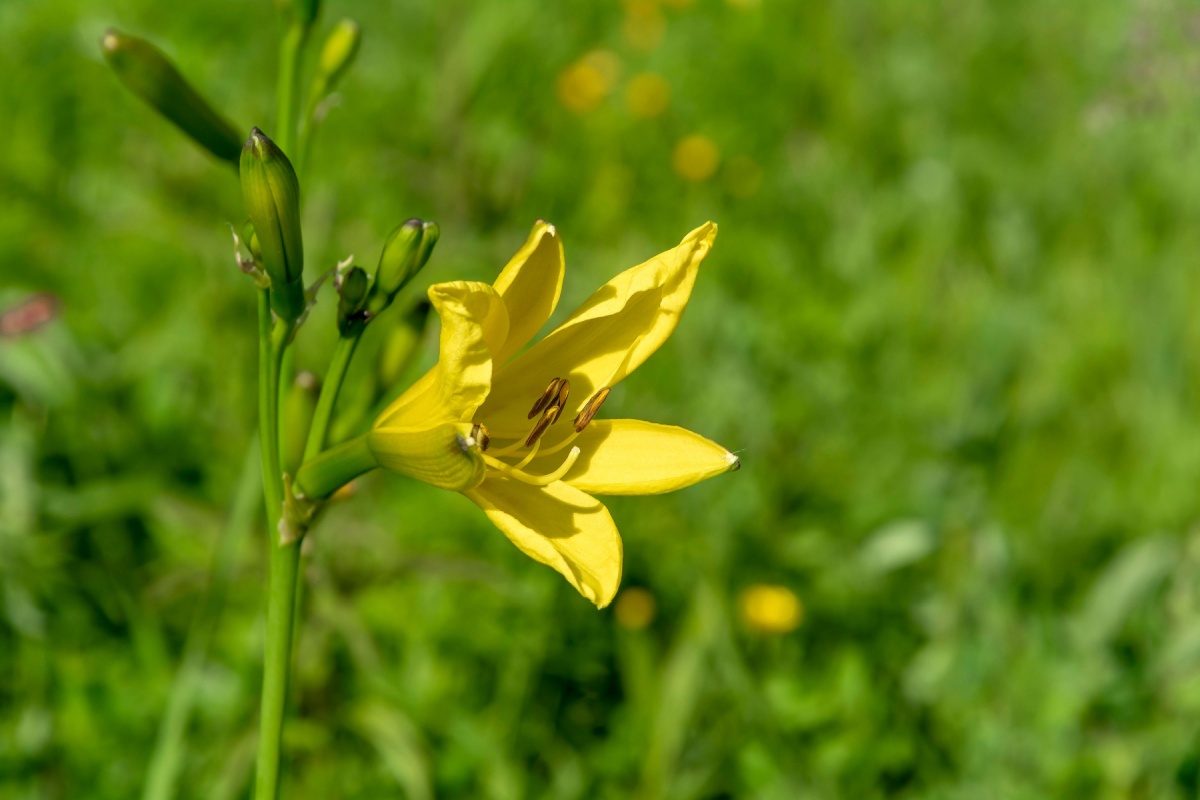 Giglio dorato: eleganza resistente per il giardino e il terrazzo Giglio dorato: eleganza resistente per il giardino e il terrazzo