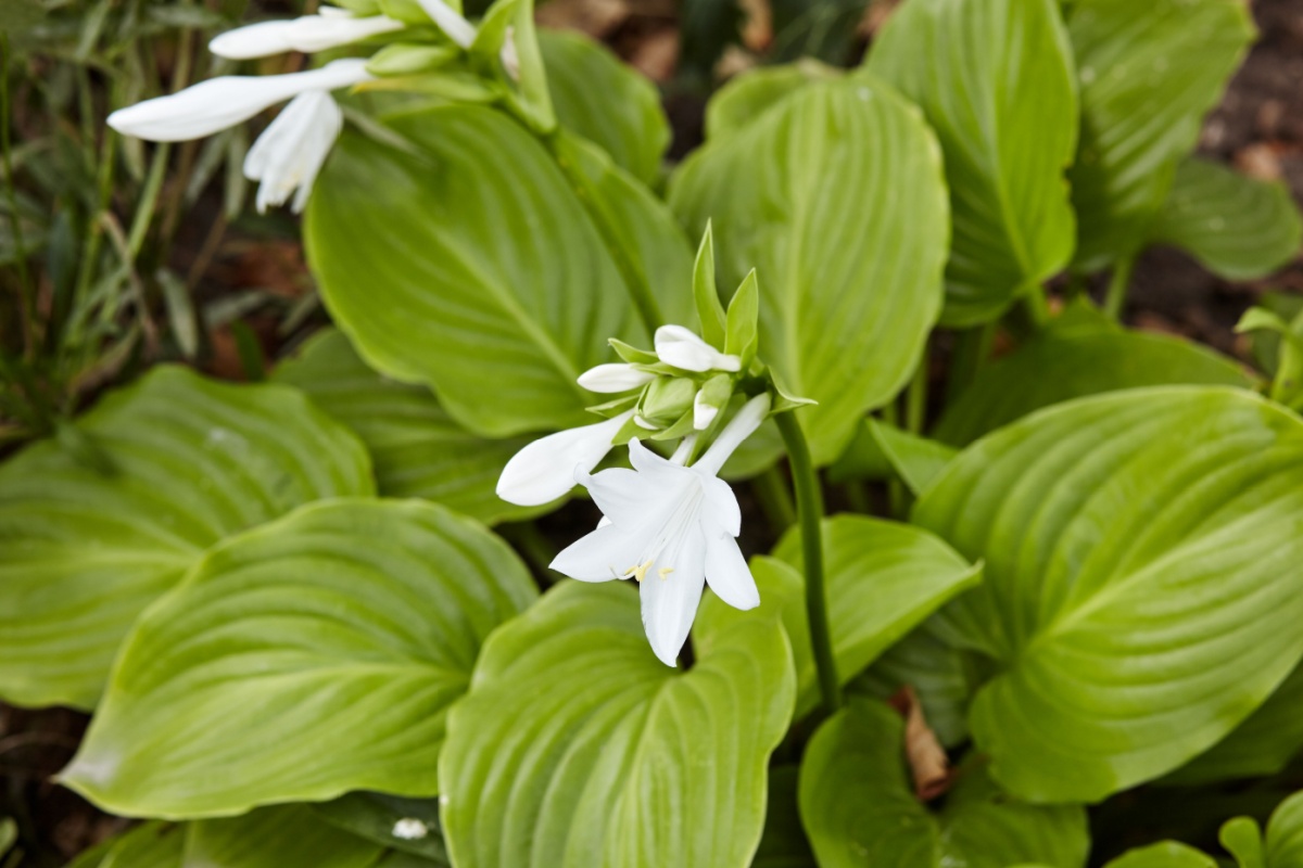 Giglio piantaggine: eleganza discreta e facilità di coltivazione in giardino Giglio piantaggine: eleganza discreta e facilità di coltivazione in giardino