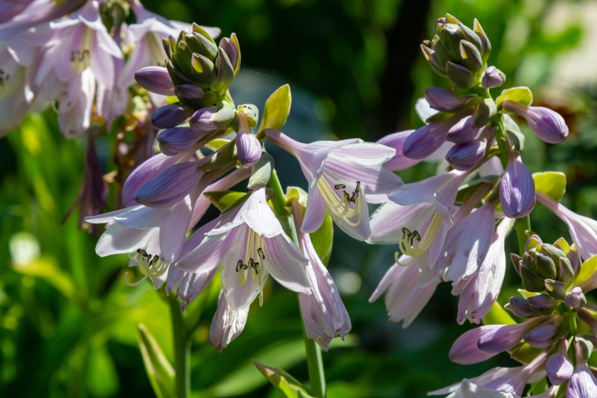 Giglio piantaggine: eleganza discreta e facilità di coltivazione in giardino Giglio piantaggine: eleganza discreta e facilità di coltivazione in giardino