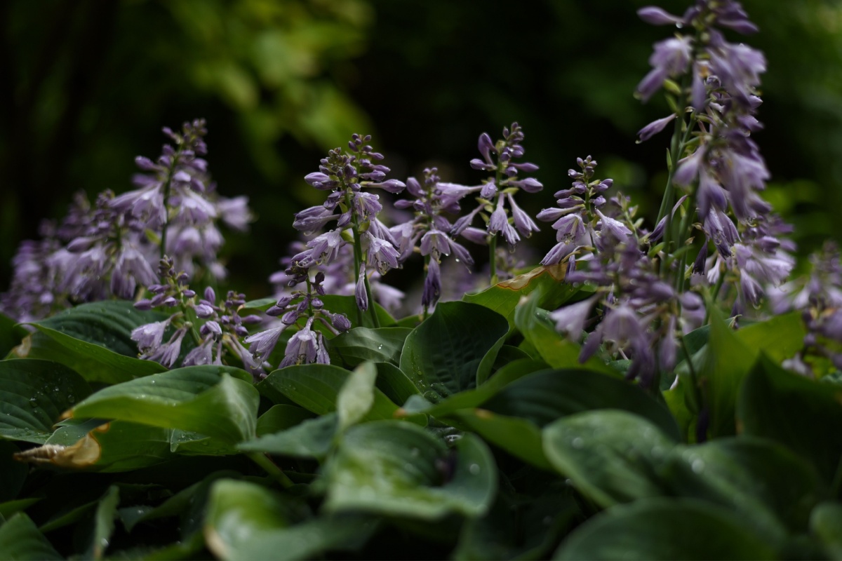 Giglio piantaggine: eleganza discreta e facilità di coltivazione in giardino Giglio piantaggine: eleganza discreta e facilità di coltivazione in giardino