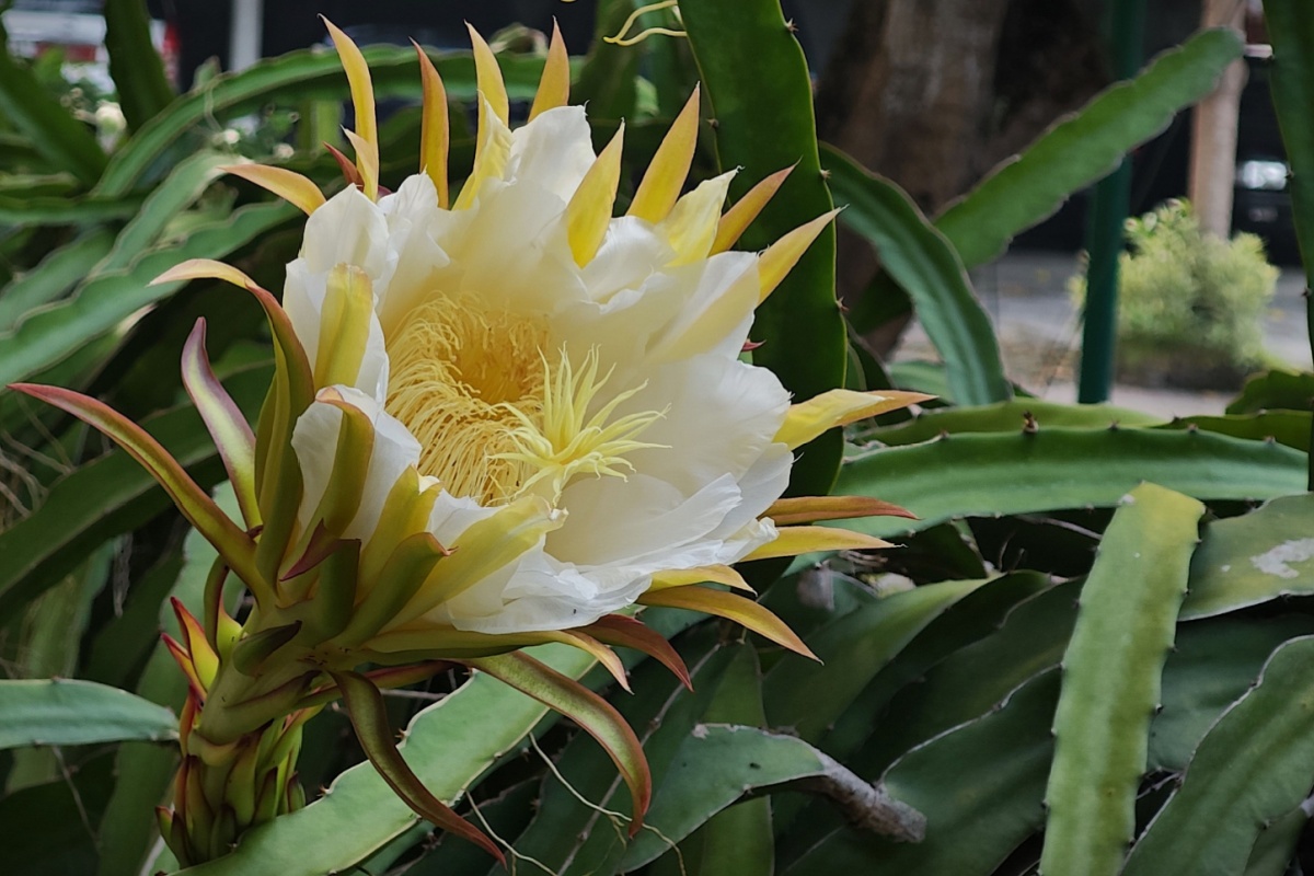 Il frutto del drago: come coltivare e curare la pitaya con successo Il frutto del drago: come coltivare e curare la pitaya con successo