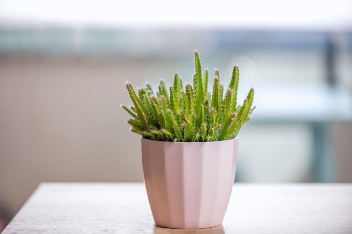 Il frutto del drago: come coltivare e curare la pitaya con successo Il frutto del drago: come coltivare e curare la pitaya con successo