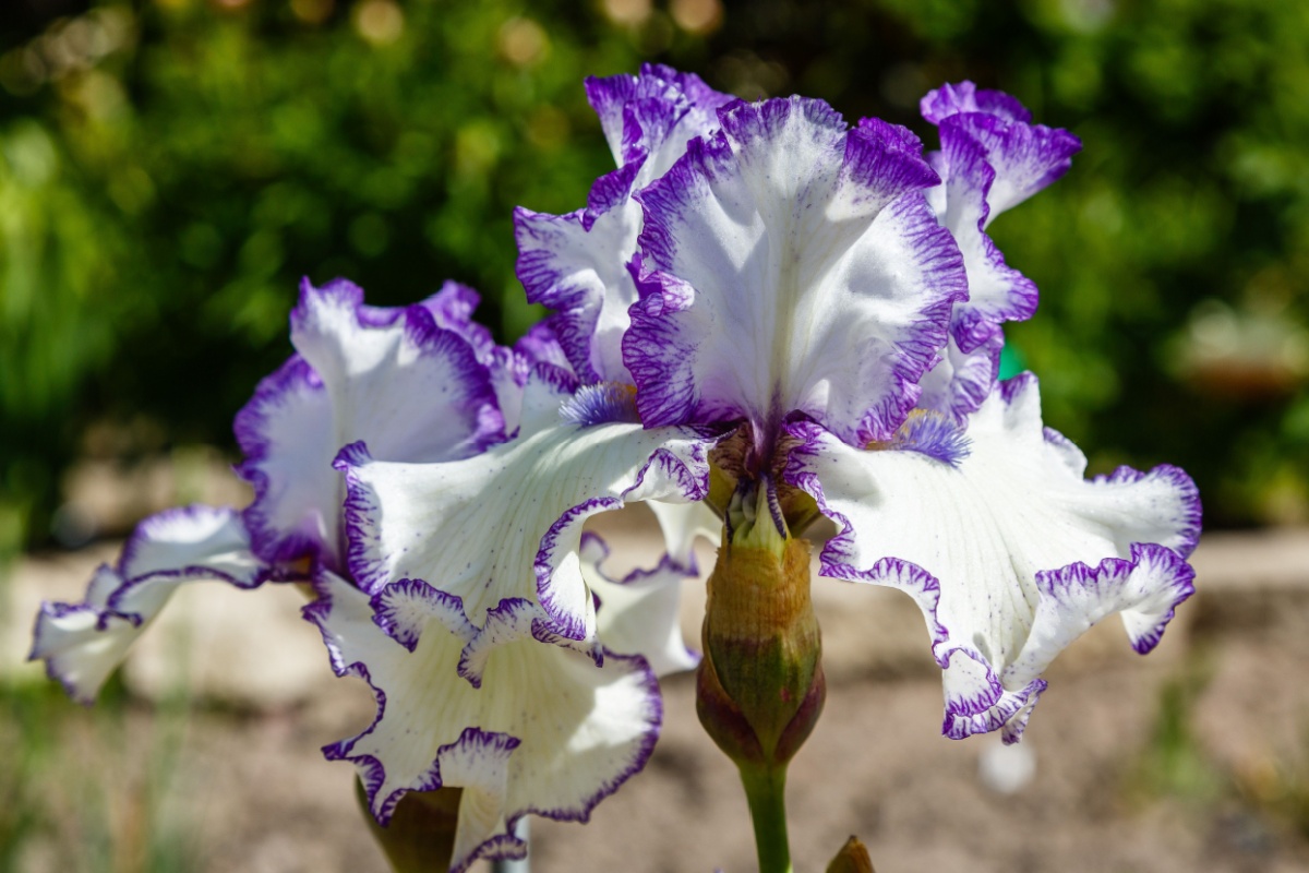 Giaggiolo paonazzo: eleganza senza tempo per il giardino Giaggiolo paonazzo: eleganza senza tempo per il giardino