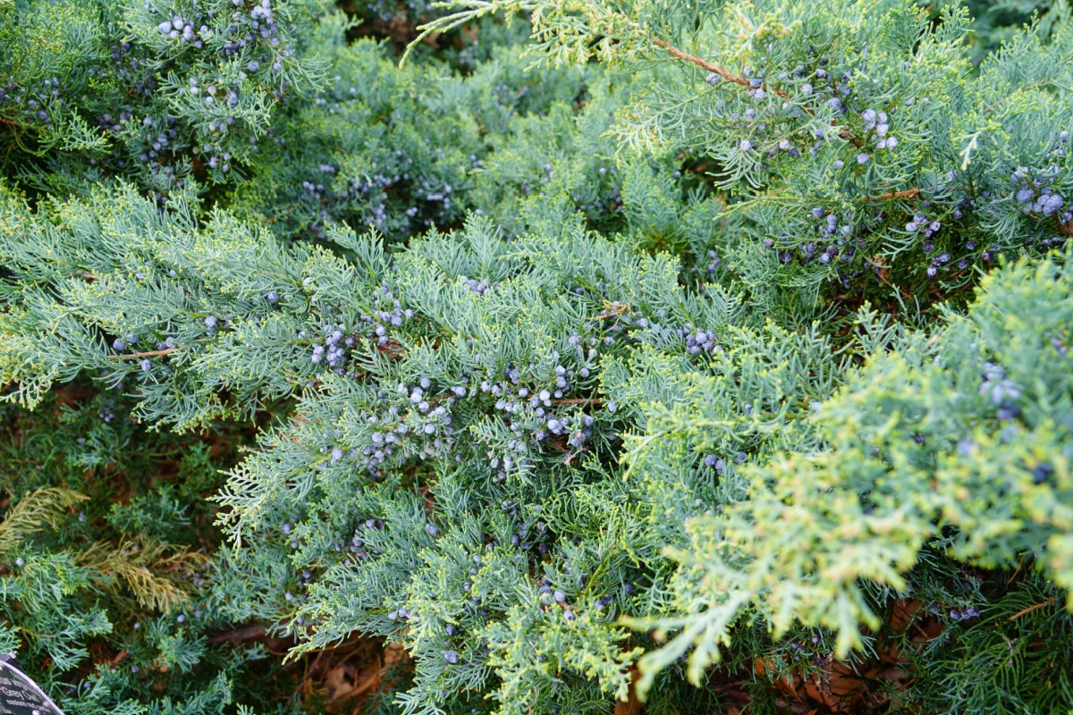Ginepro della Virginia: eleganza sempreverde per giardini e spazi verdi
