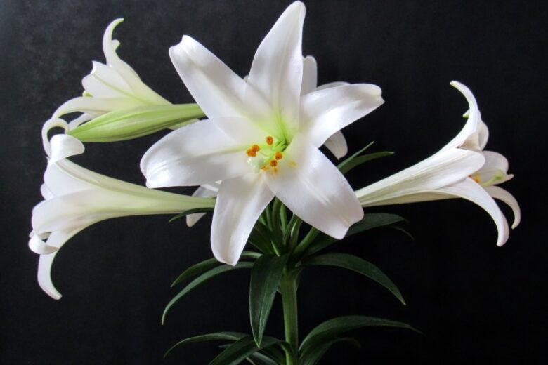 Giglio di Pasqua: eleganza e profumo per la casa e il giardino