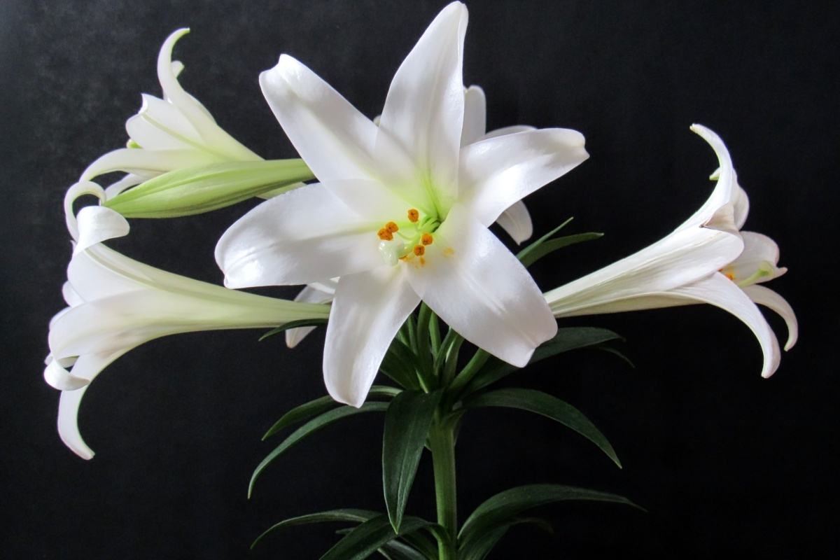 Giglio di Pasqua: eleganza e profumo per la casa e il giardino Giglio di Pasqua: eleganza e profumo per la casa e il giardino