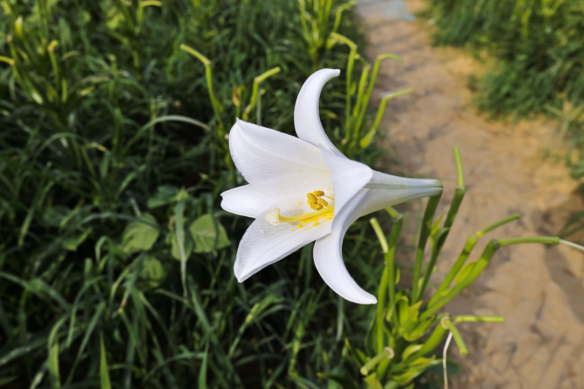 Giglio di Pasqua: eleganza e profumo per la casa e il giardino Giglio di Pasqua: eleganza e profumo per la casa e il giardino