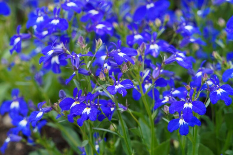 Fiore cardinale: colore intenso e semplicità di coltivazione