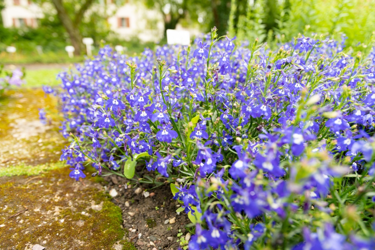 Fiore cardinale: colore intenso e semplicità di coltivazione Fiore cardinale: colore intenso e semplicità di coltivazione