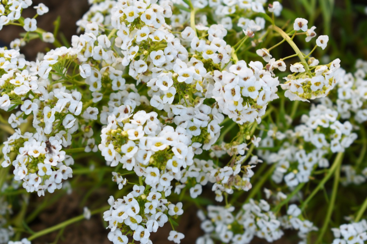 Filigrana comune: una piccola pianta dal grande fascino Filigrana comune: una piccola pianta dal grande fascino