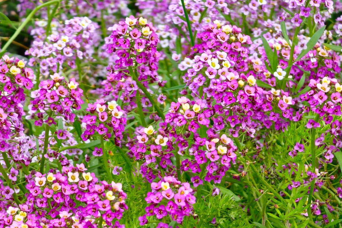 Filigrana comune: una piccola pianta dal grande fascino Filigrana comune: una piccola pianta dal grande fascino