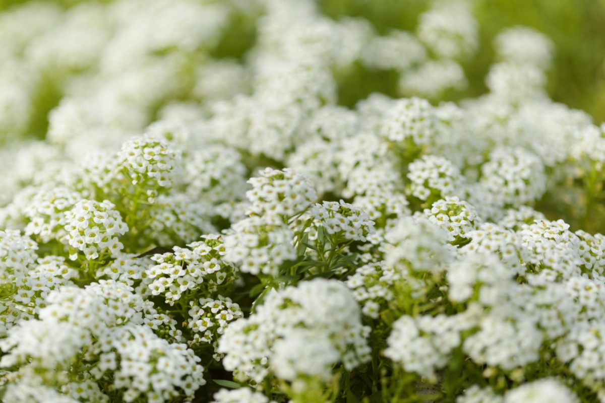 Filigrana comune: una piccola pianta dal grande fascino Filigrana comune: una piccola pianta dal grande fascino