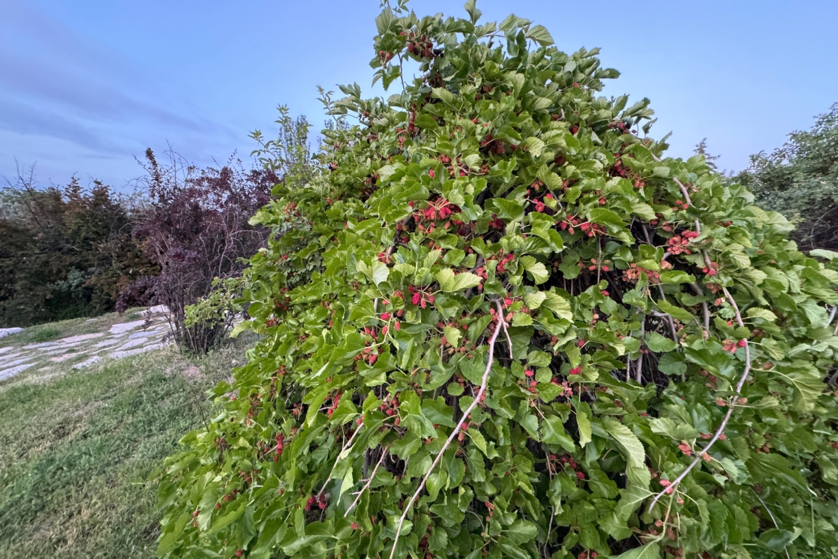 Gelso bianco: guida completa alla coltivazione e alla cura