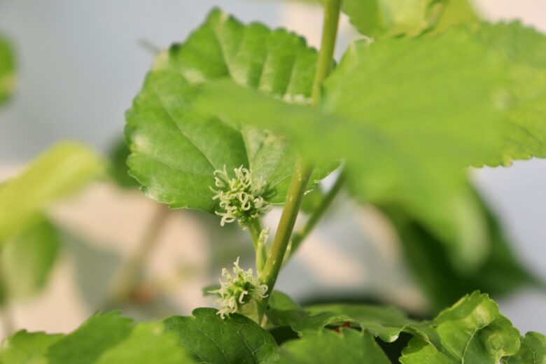 Gelso bianco: guida completa alla coltivazione e alla cura