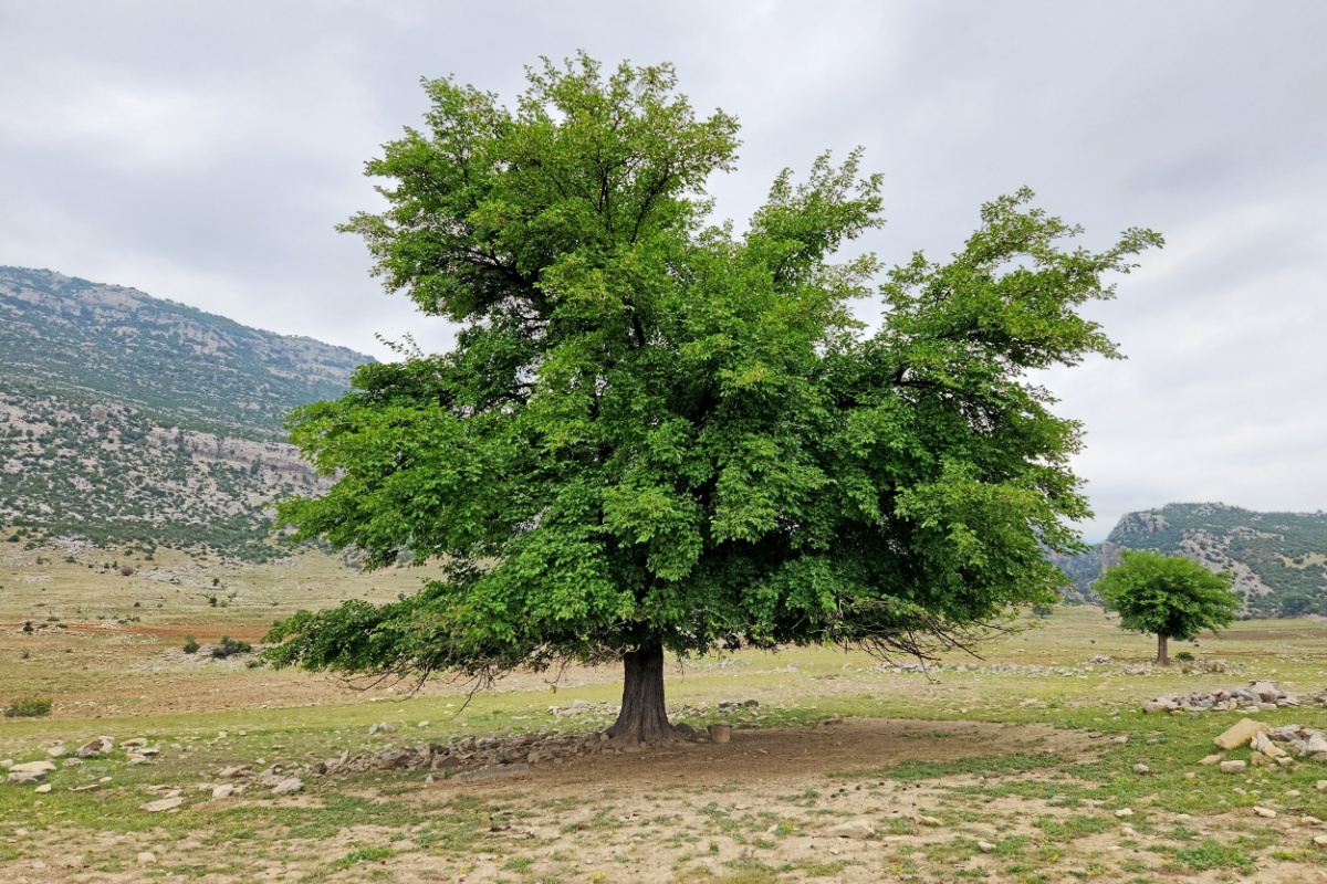 Gelso bianco: guida completa alla coltivazione e alla cura
