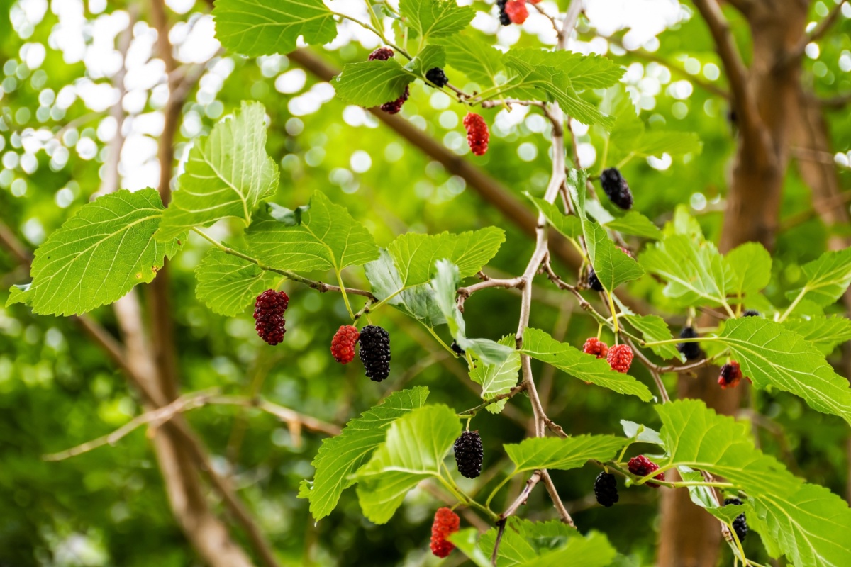 Gelso nero: l’albero antico dai frutti preziosi Gelso nero: l’albero antico dai frutti preziosi
