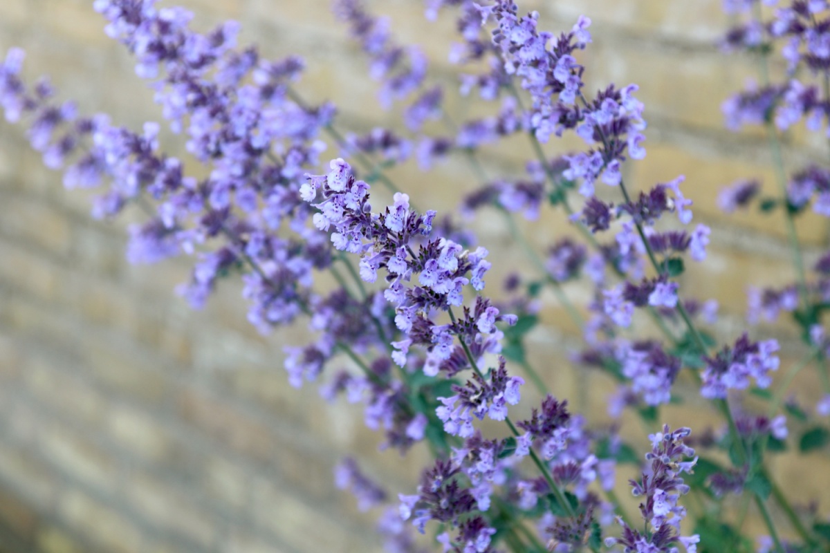 Gattaia: la pianta aromatica che affascina i gatti e conquista il giardino