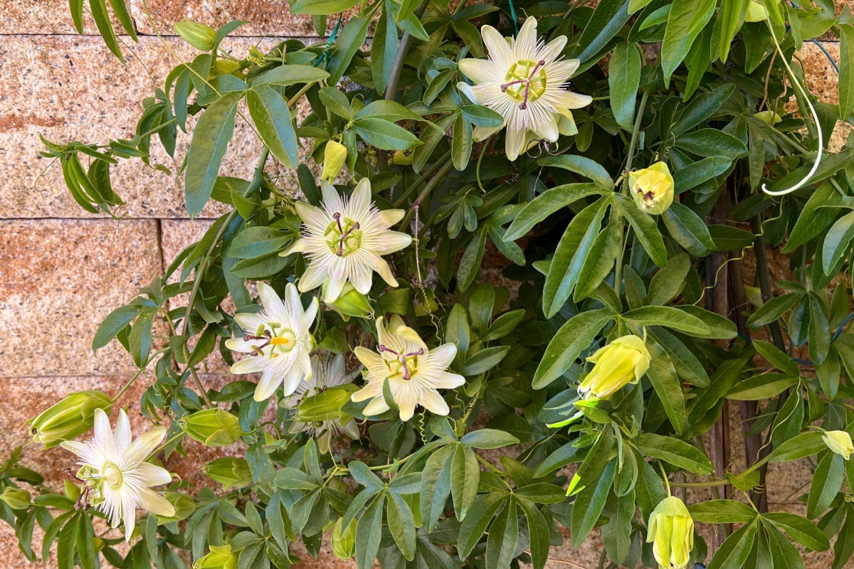 Il fiore della passione: una pianta elegante e sorprendentemente facile da coltivare