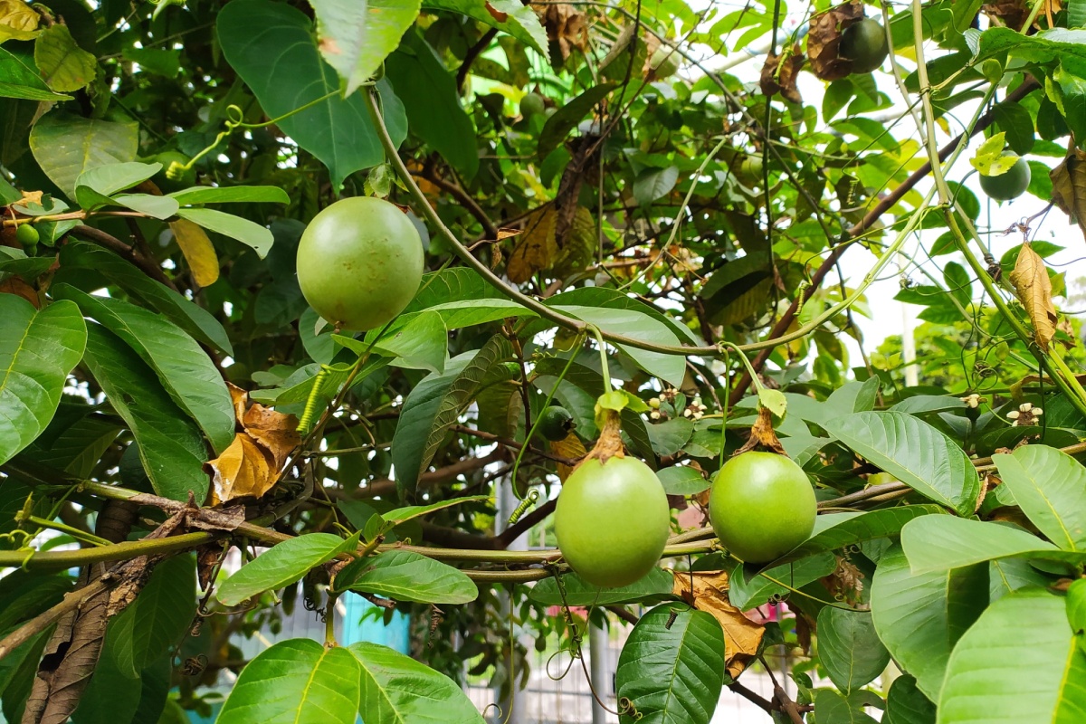 Il frutto della passione: una pianta affascinante e ricca di sorprese