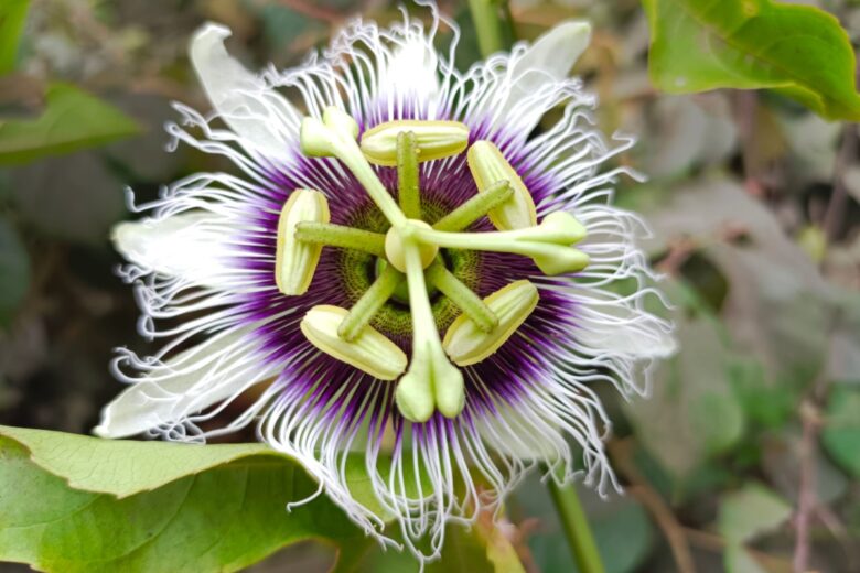 Il frutto della passione: una pianta affascinante e ricca di sorprese