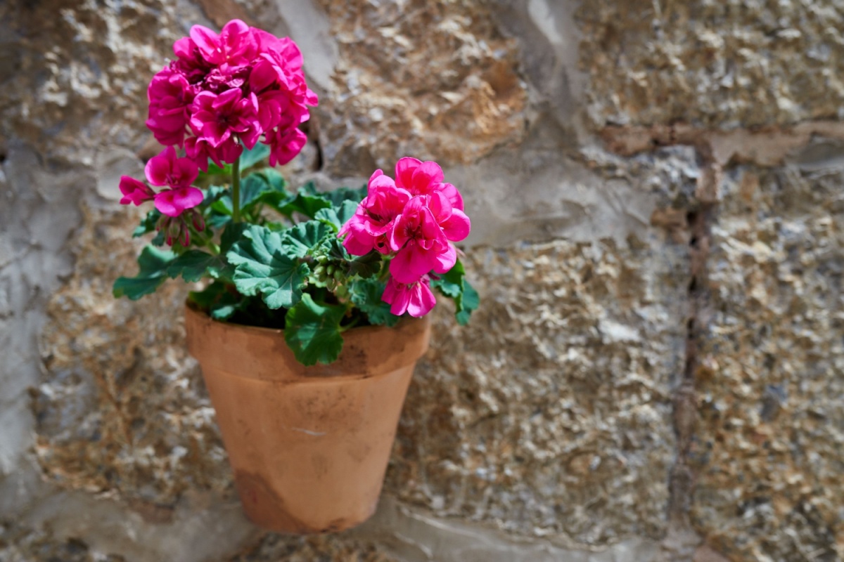 Geranio degli orti: colore e semplicità per balconi e giardini