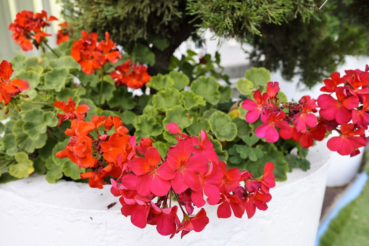 Geranio degli orti: colore e semplicità per balconi e giardini
