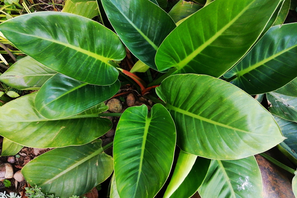 Filodendro: la pianta verde che porta eleganza e natura in casa Filodendro: la pianta verde che porta eleganza e natura in casa