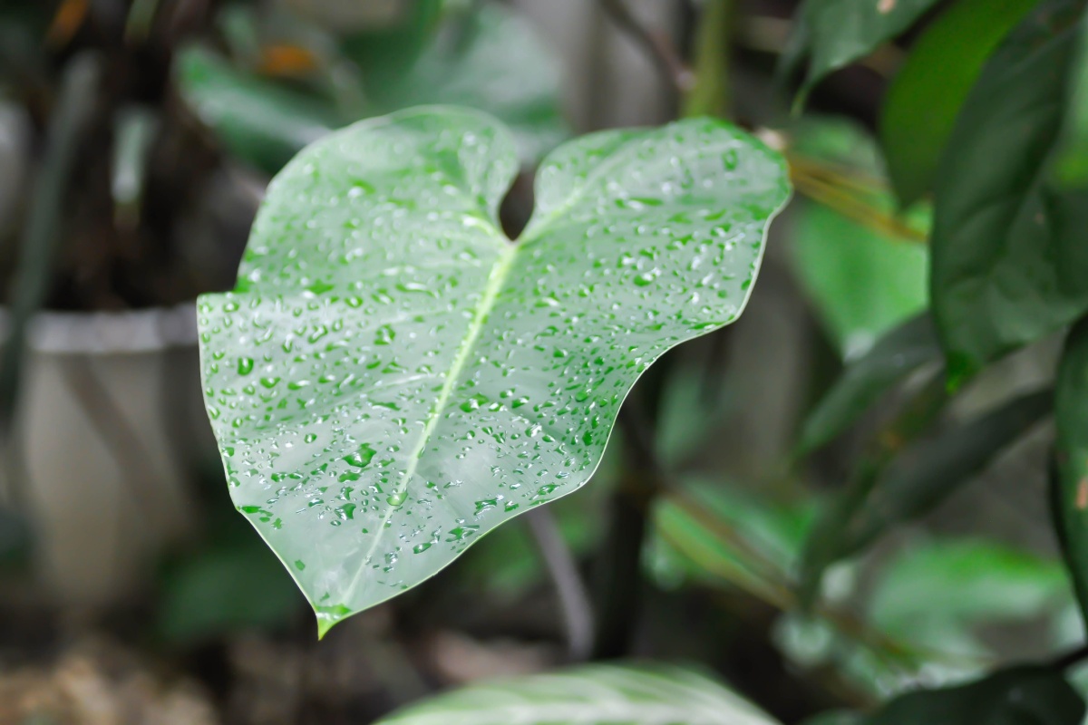 Filodendro: la pianta verde che porta eleganza e natura in casa Filodendro: la pianta verde che porta eleganza e natura in casa