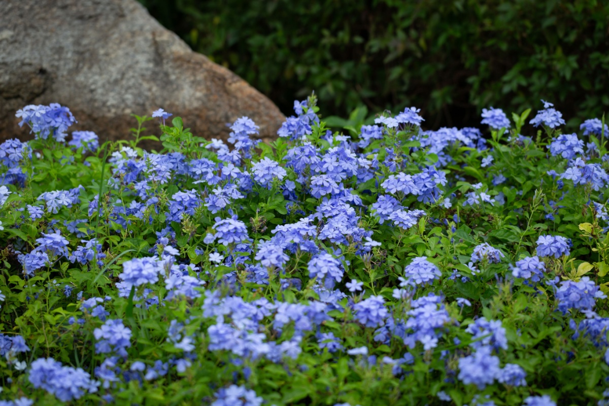 Gelsomino azzurro: la pianta rampicante che colora il giardino di blu