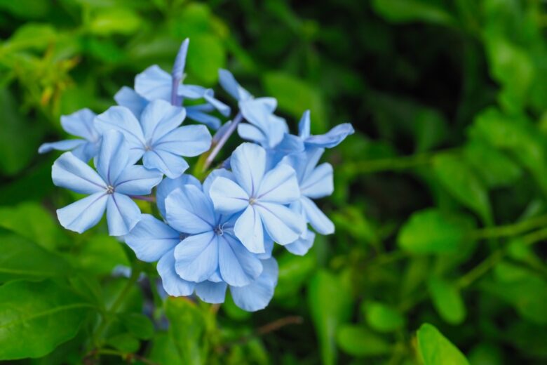 Gelsomino azzurro: la pianta rampicante che colora il giardino di blu
