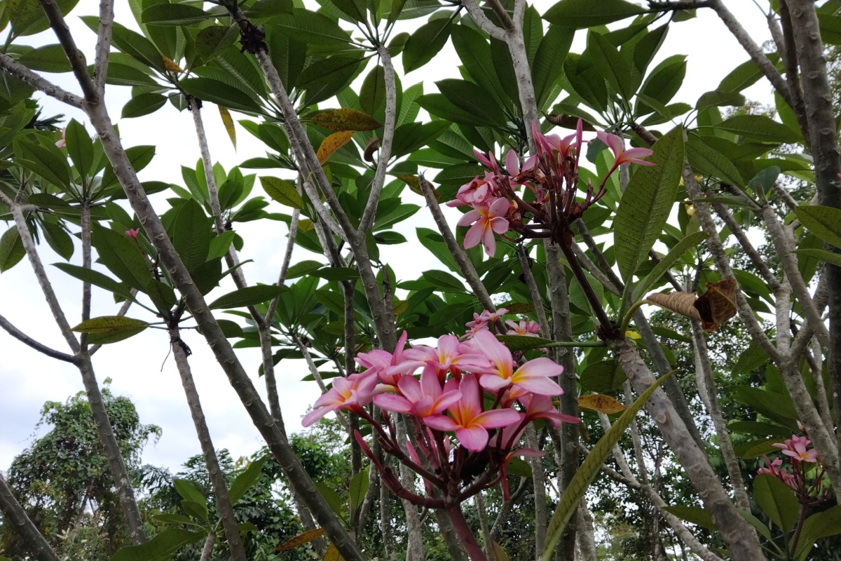 Il fascino tropicale del frangipani: guida completa alla coltivazione della plumeria