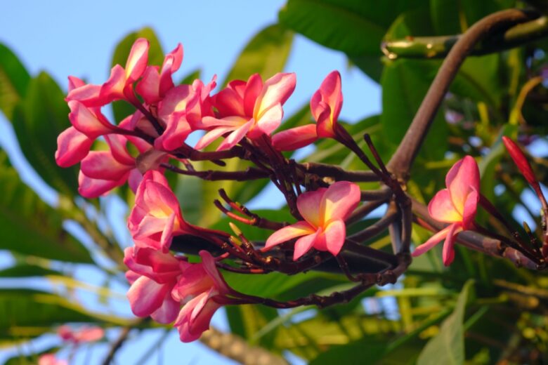 Il fascino tropicale del frangipani: guida completa alla coltivazione della plumeria