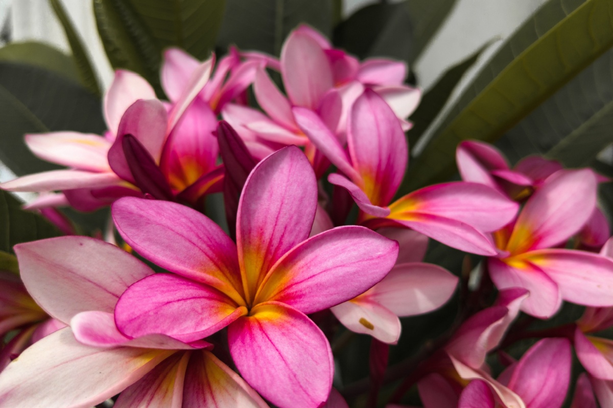 Il fascino tropicale del frangipani: guida completa alla coltivazione della plumeria