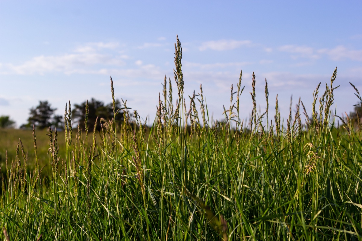 Fienarola annuale: una piccola erbacea versatile e facile da riconoscere
