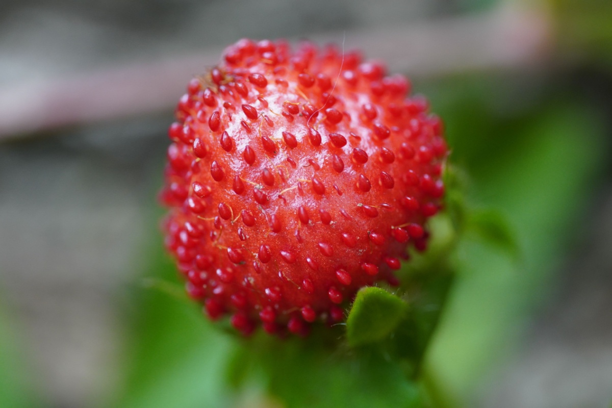 Falsa fragola: tutto quello che devi sapere per coltivarla con successo