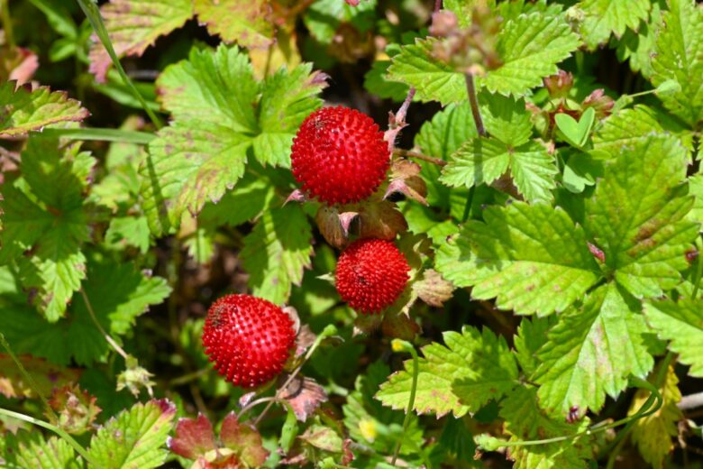 Falsa fragola: tutto quello che devi sapere per coltivarla con successo