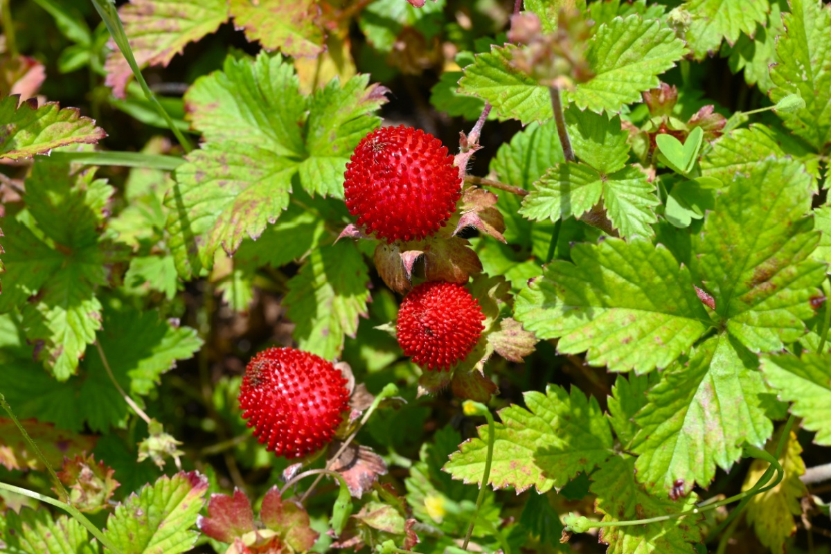 Falsa fragola: tutto quello che devi sapere per coltivarla con successo