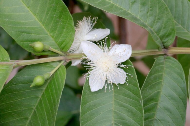 Guaiava: come coltivarla e prendersene cura con successo